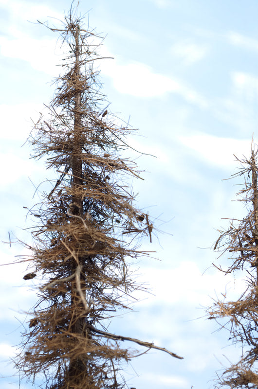 Fire Damage - Insect Infested -  9 Inch
