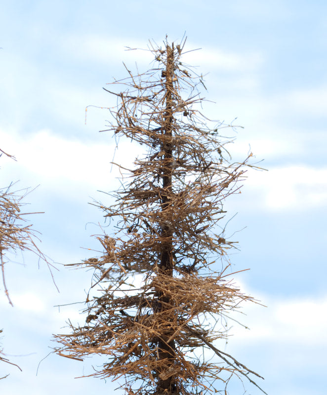 Fire Damaged Insect Infested 13 Inch Fir Tree