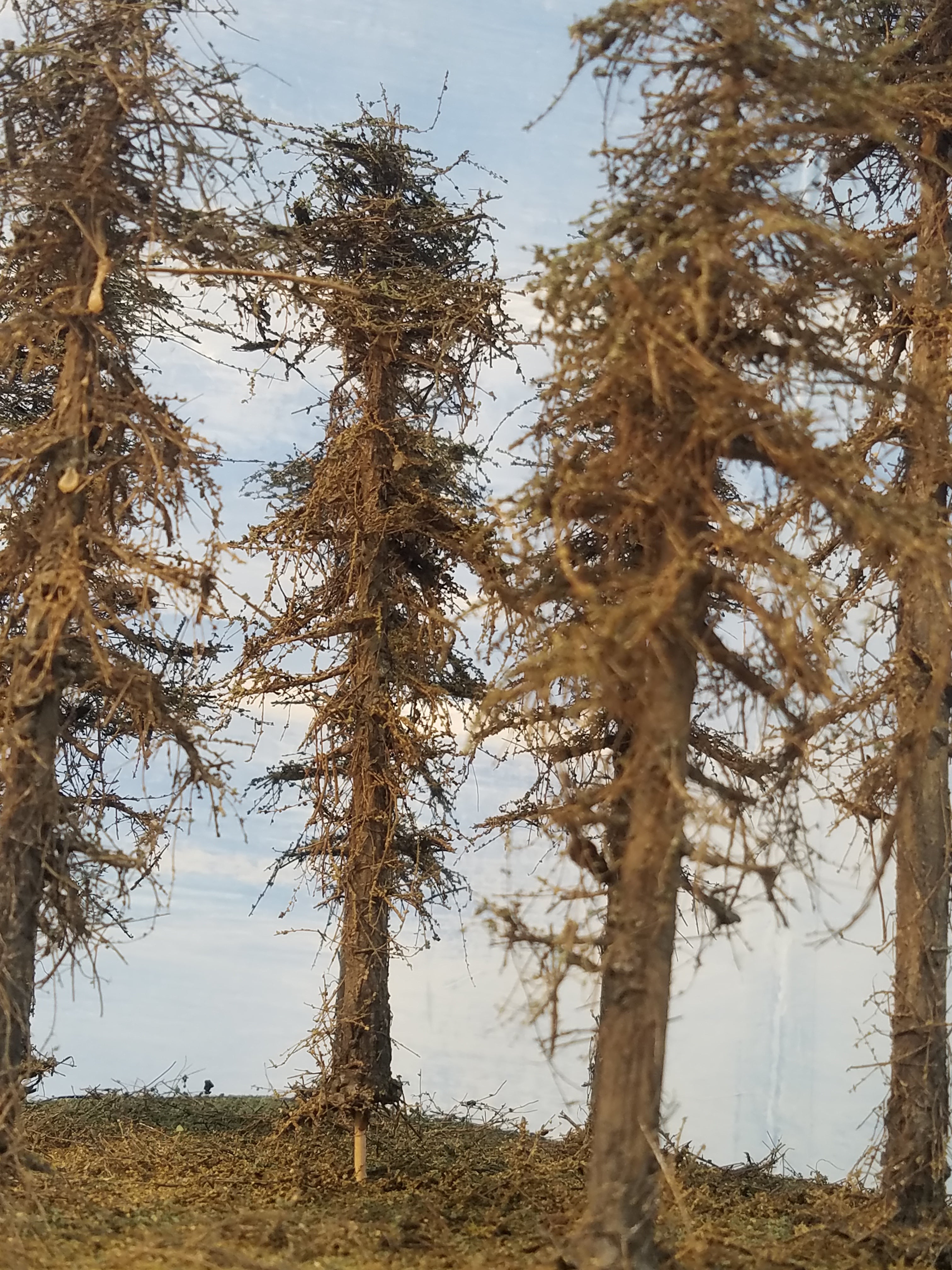 Fire Damage - Insect Infested -  7 Inch