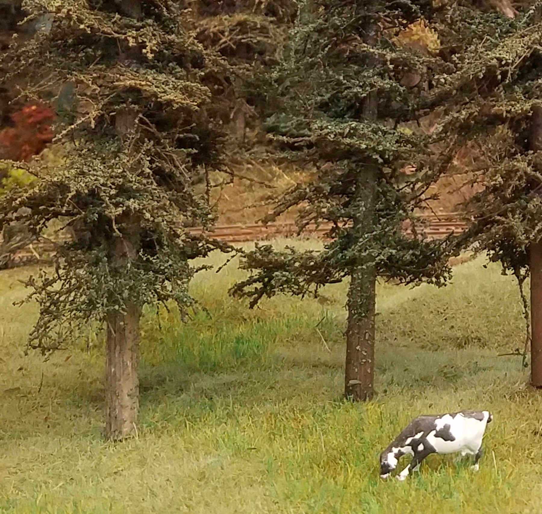 Variety Pak Fir Trees Kit