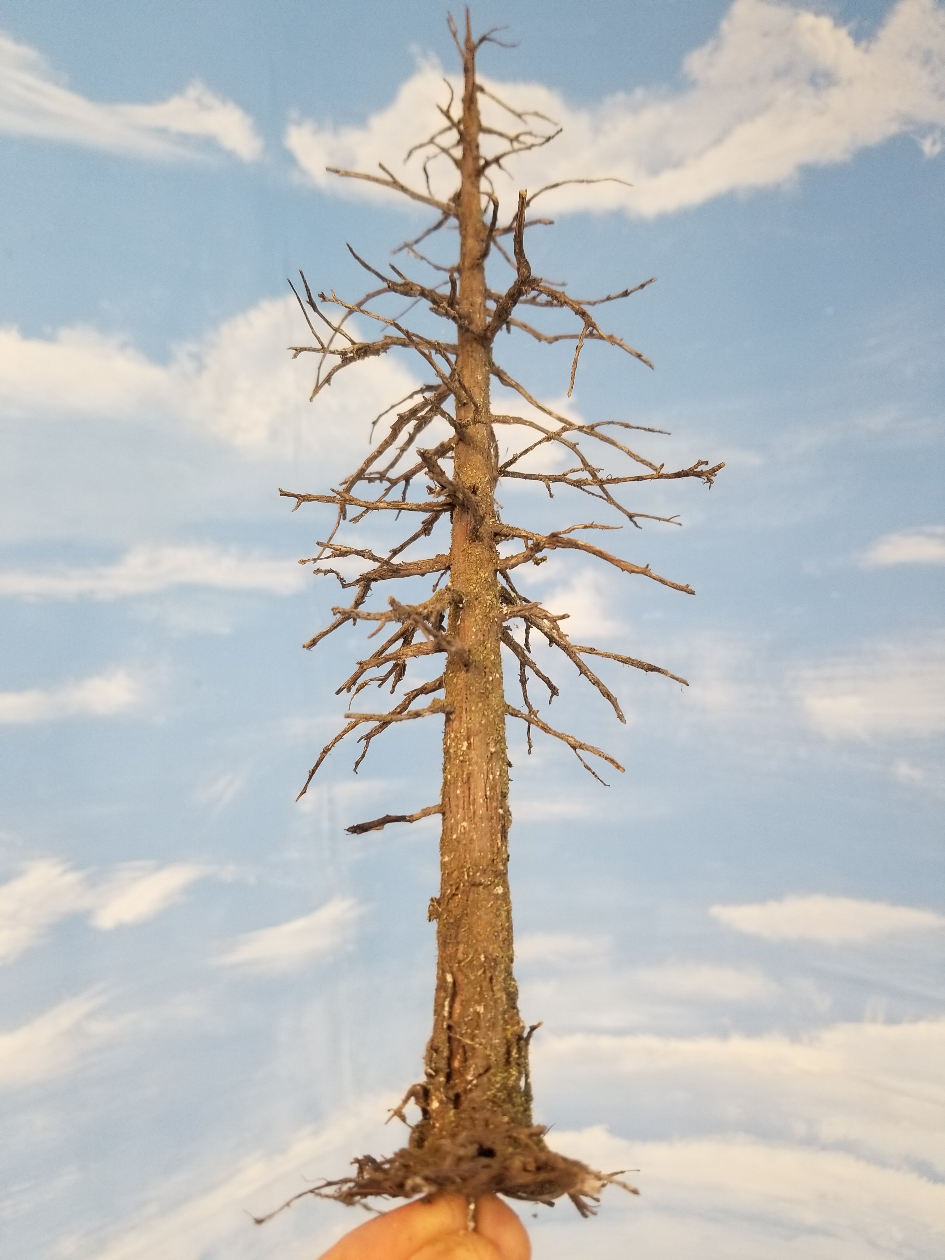 Snag Tree - 13 Inch