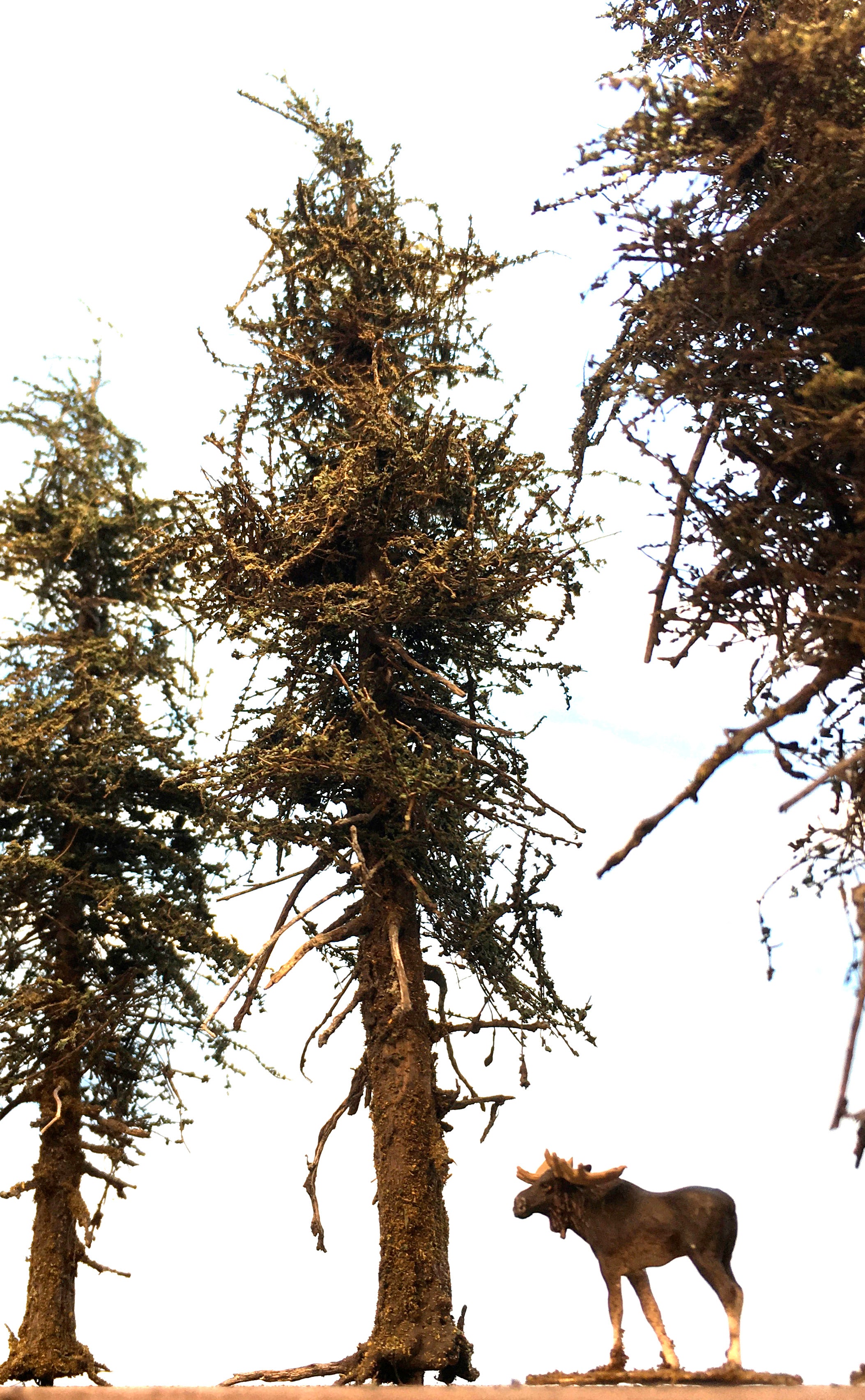 Premium Fir Tree - 7 Inch