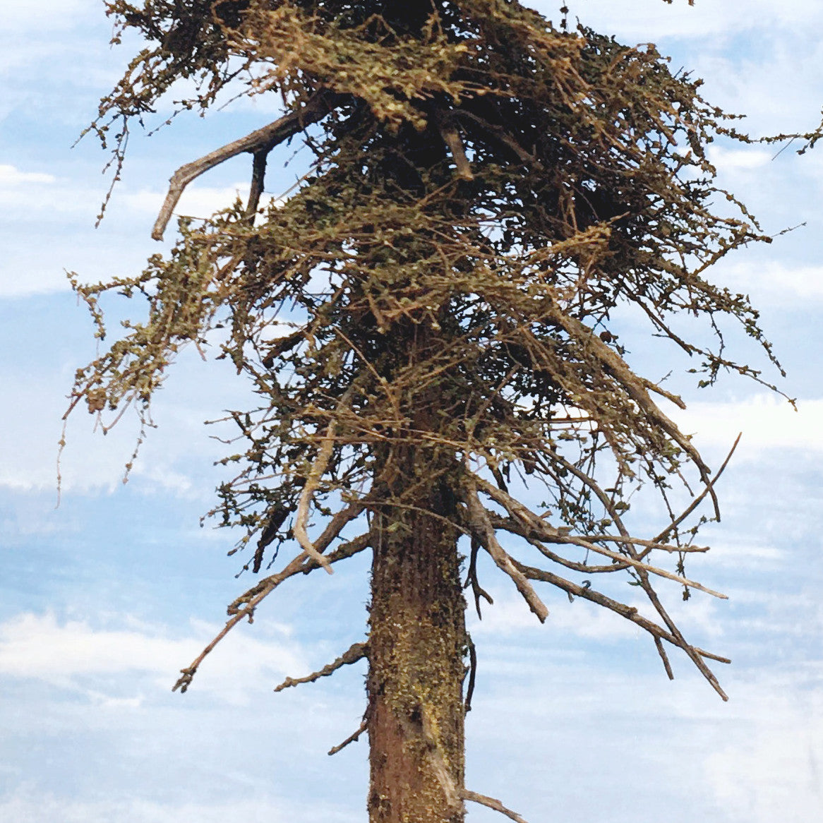 Premium Fir Tree - 13 Inches