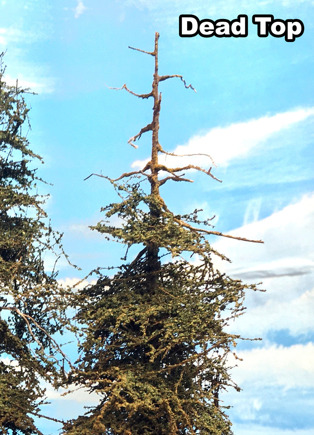 Premium Fir Tree - 11 Inch