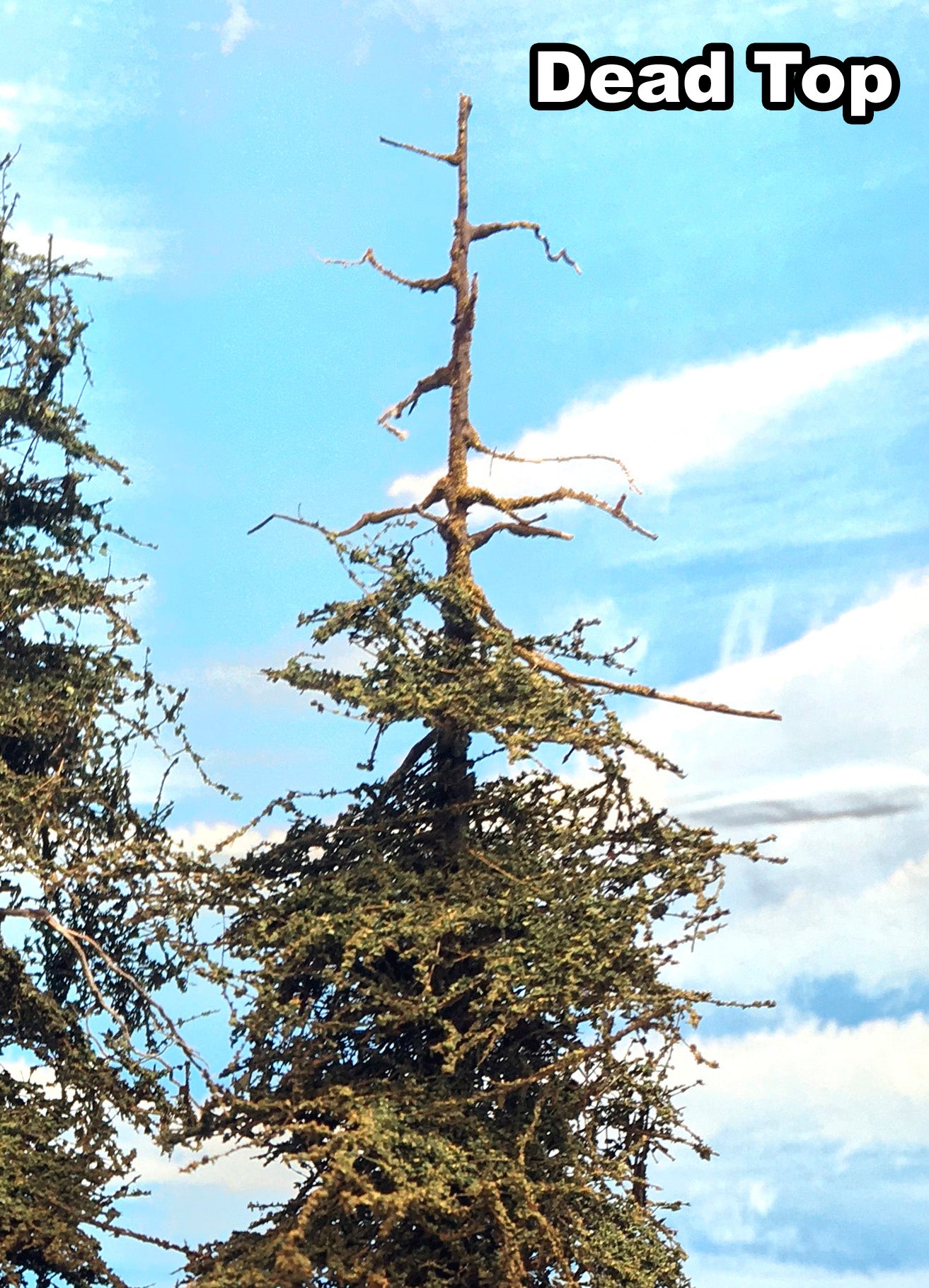 Premium Fir Tree - 11 Inch