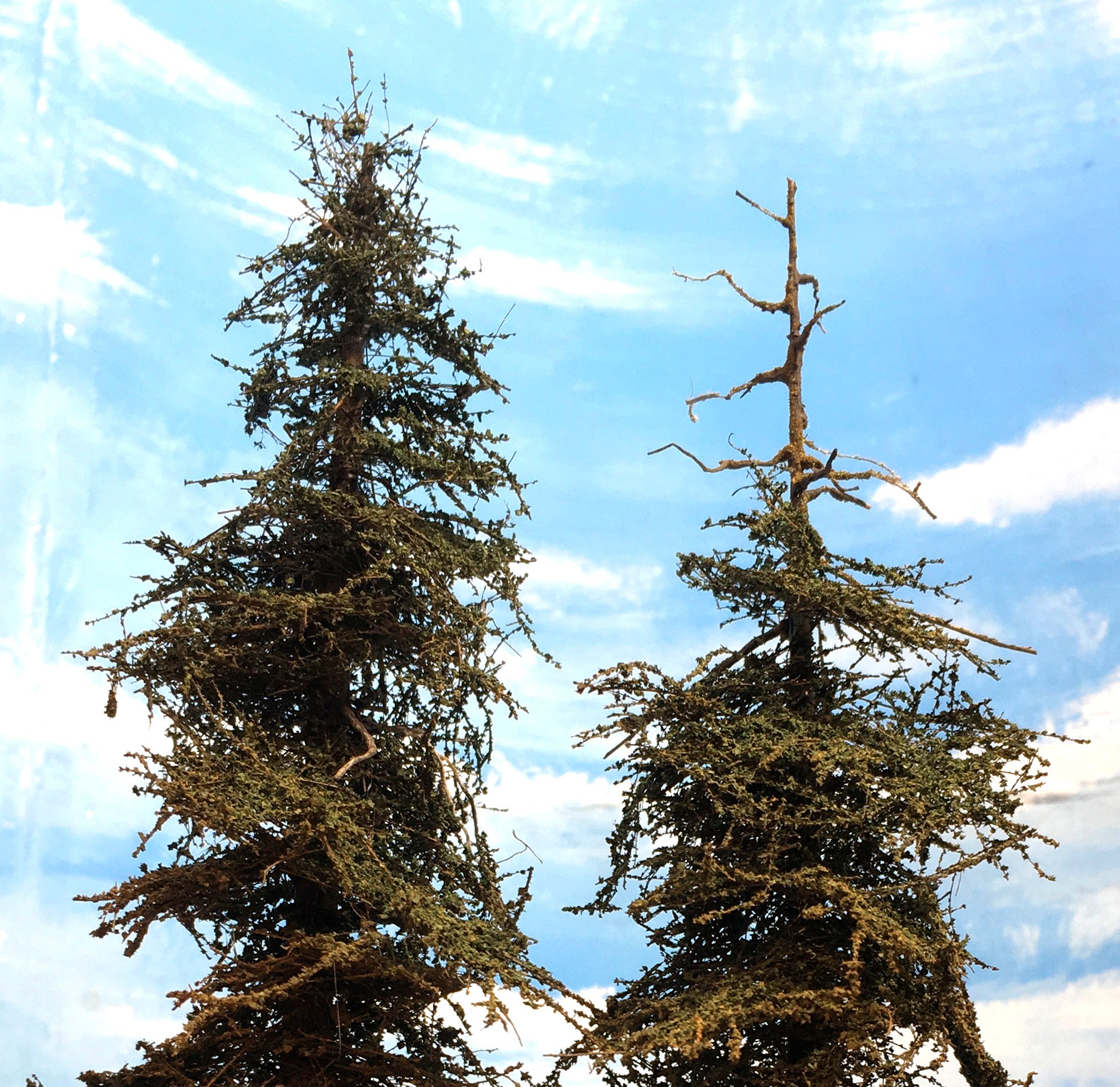 Premium Fir Tree - 11 Inch