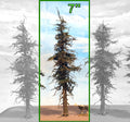 Premium Fir Tree - 7 Inch