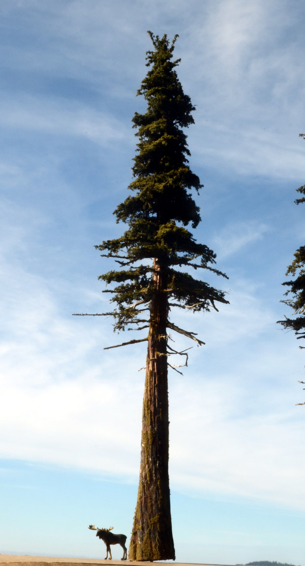 20 Inch Medium Detail Fir Tree