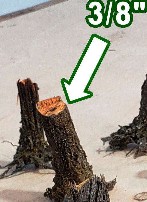 Combo Stumps, Fresh-Cut, Three