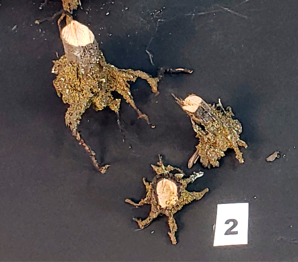 Stumps, 1/2", Chainsaw-Fresh-Cut, Three