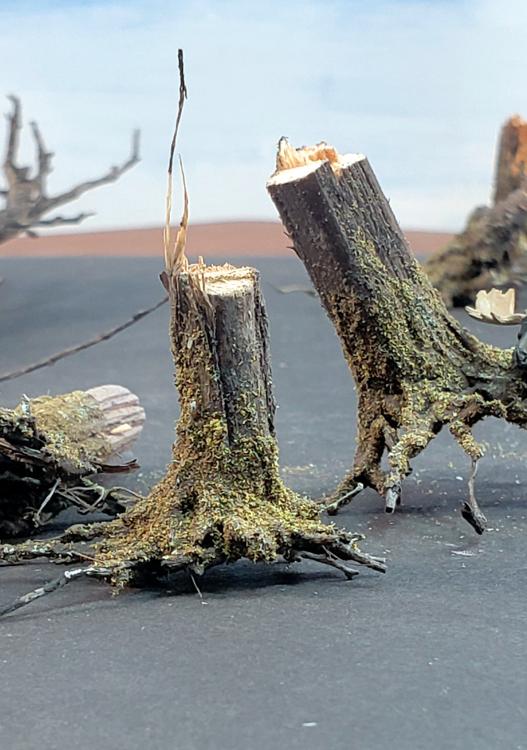 Stumps, 1/2", Chainsaw-Fresh-Cut, Three