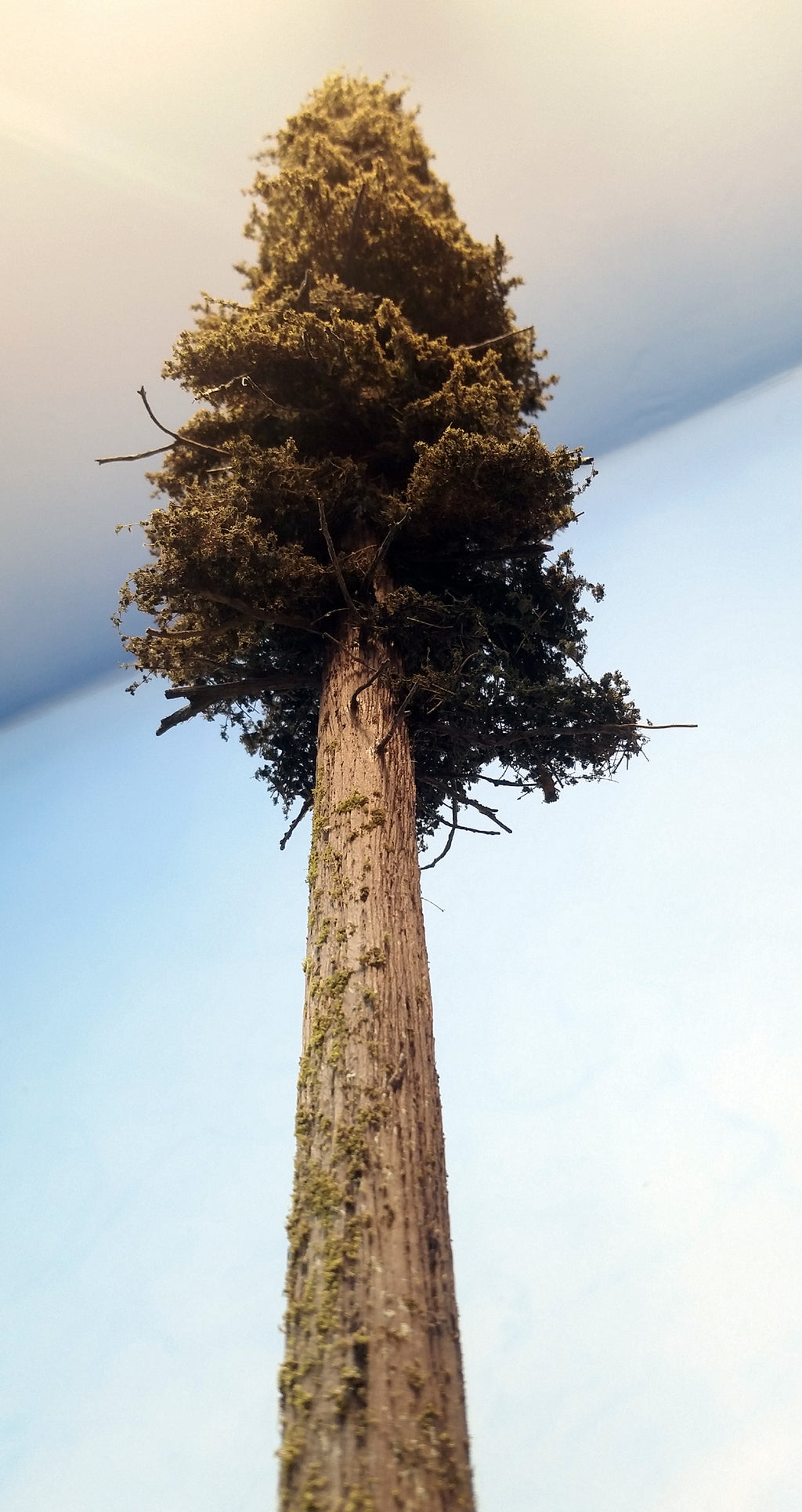 22 Inch Medium Detail Fir Tree