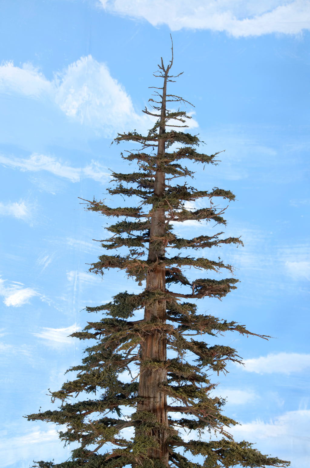 Sequoia or Redwood Tree, 48 Inches tall