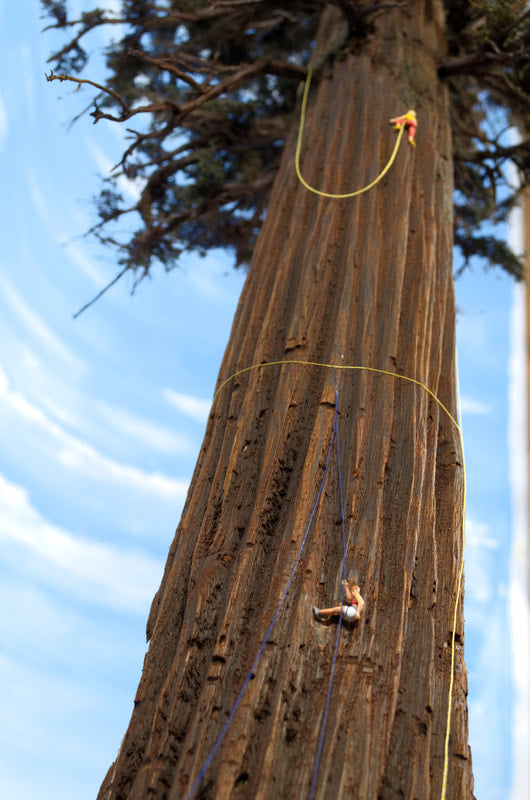 Redwood Tree 48 Inch