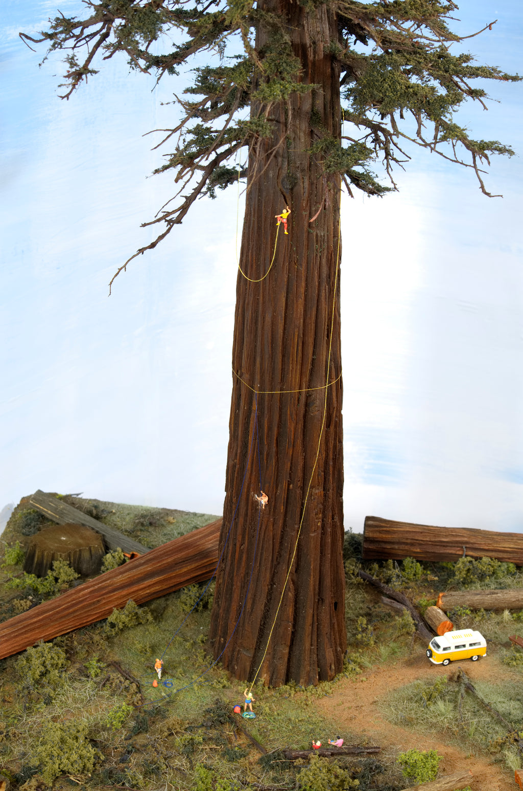 Sequoia or Redwood Tree, 48 Inches tall