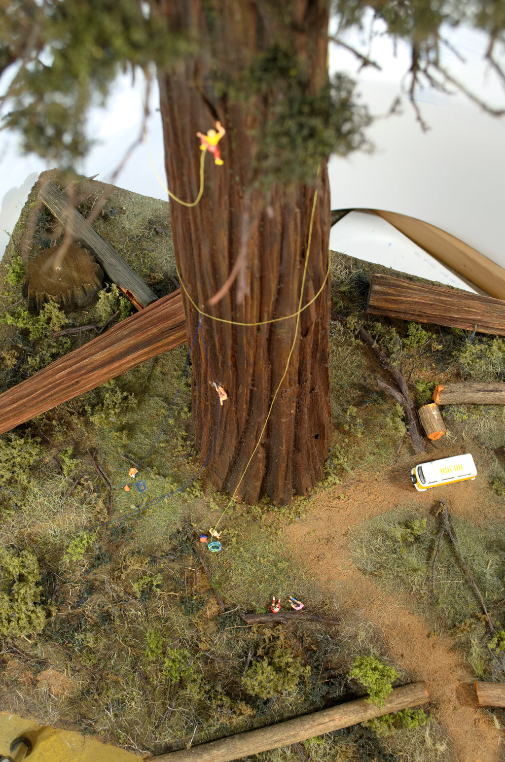 Sequoia or Redwood Tree, 48 Inches tall