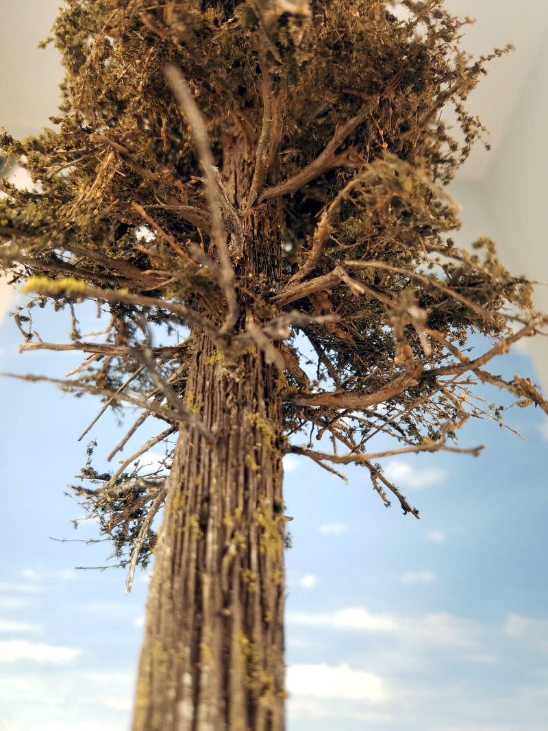 18 Inch Maximum Detail Fir