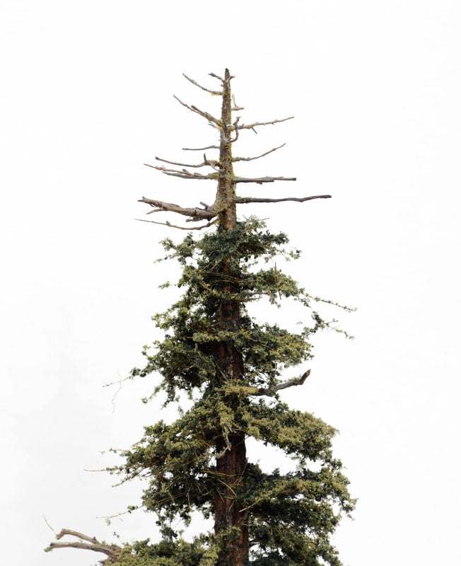 20 Inch Maximum Detail Fir