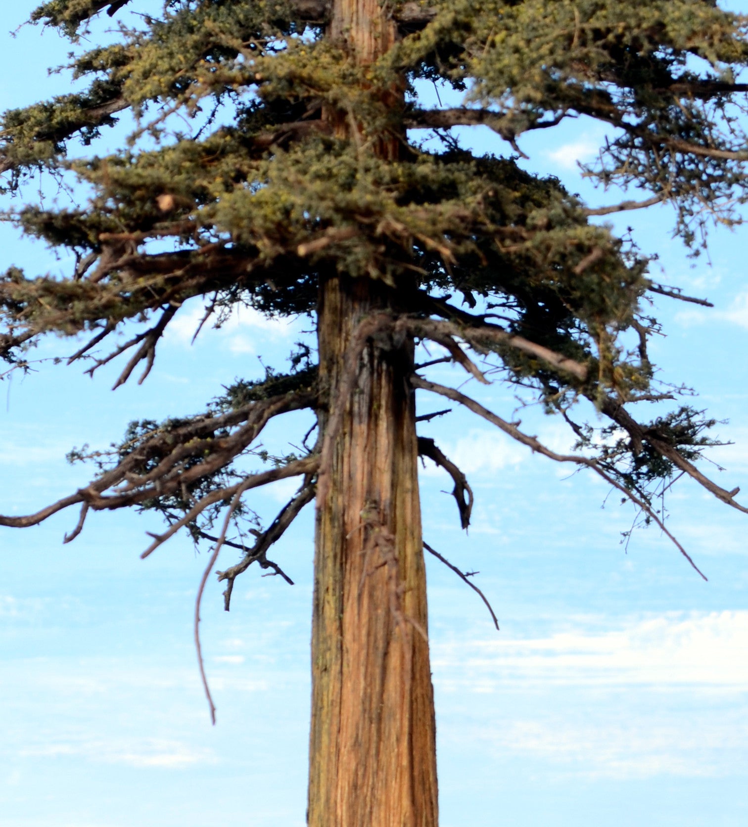 Redwood Tree 16 Inch