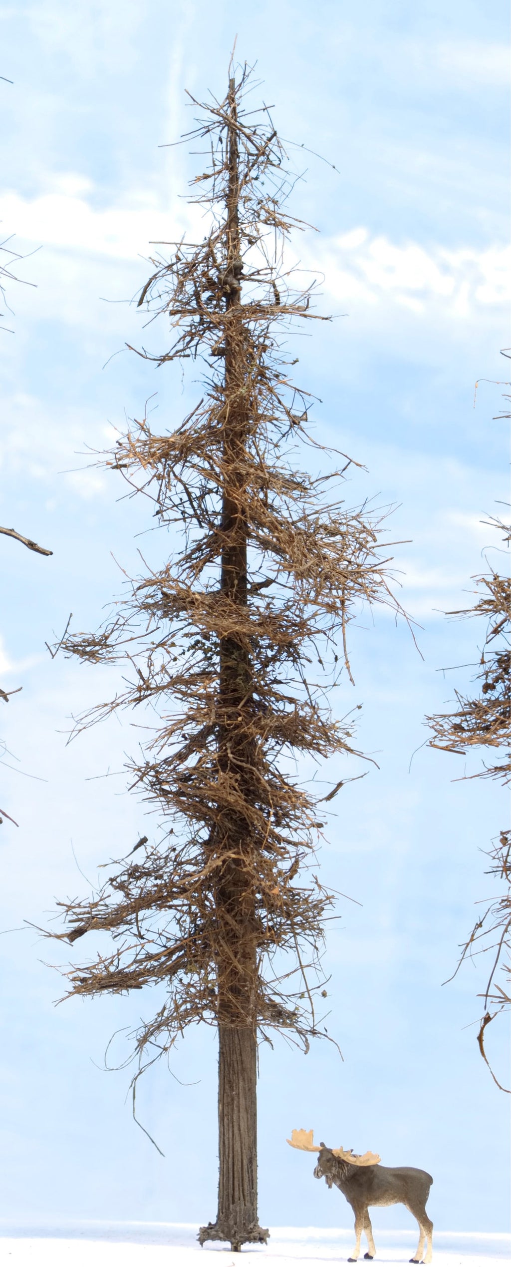 Fire Damage - Insect Infested -  9 Inch