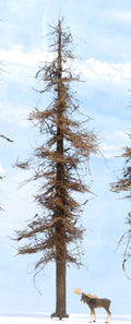 Fire Damage - Insect Infested -  9 Inch