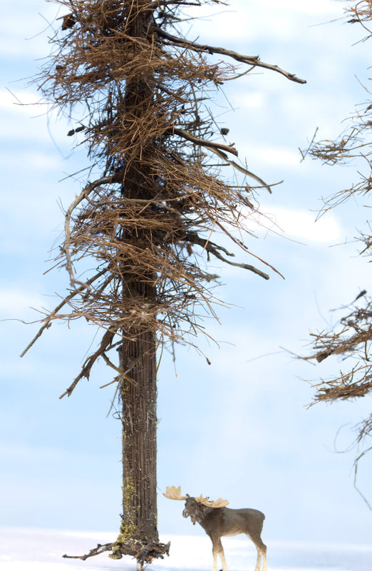 Fire Damaged Insect Infested 13 Inch Fir Tree