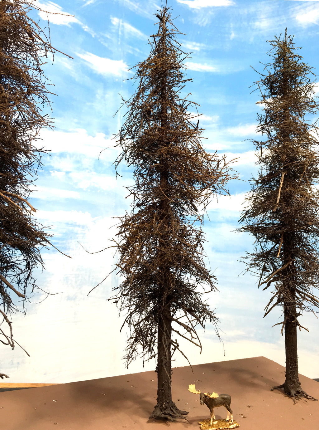 Fire Damage - Insect Infested -  11 Inch