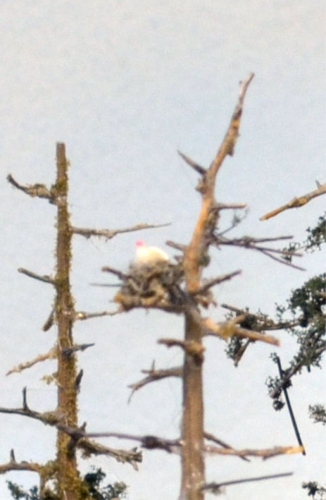 Tiny Bird's Nest 1/4" - Five