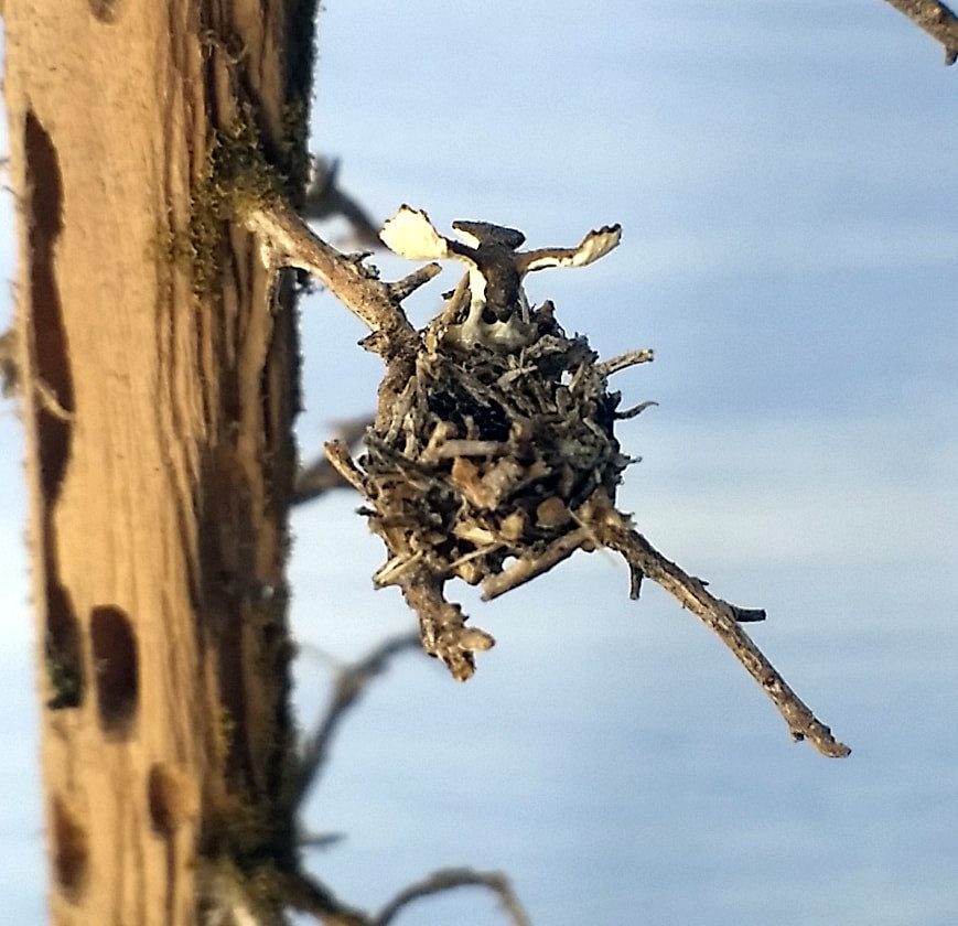 Tiny Bird's Nest 1/4" - Five