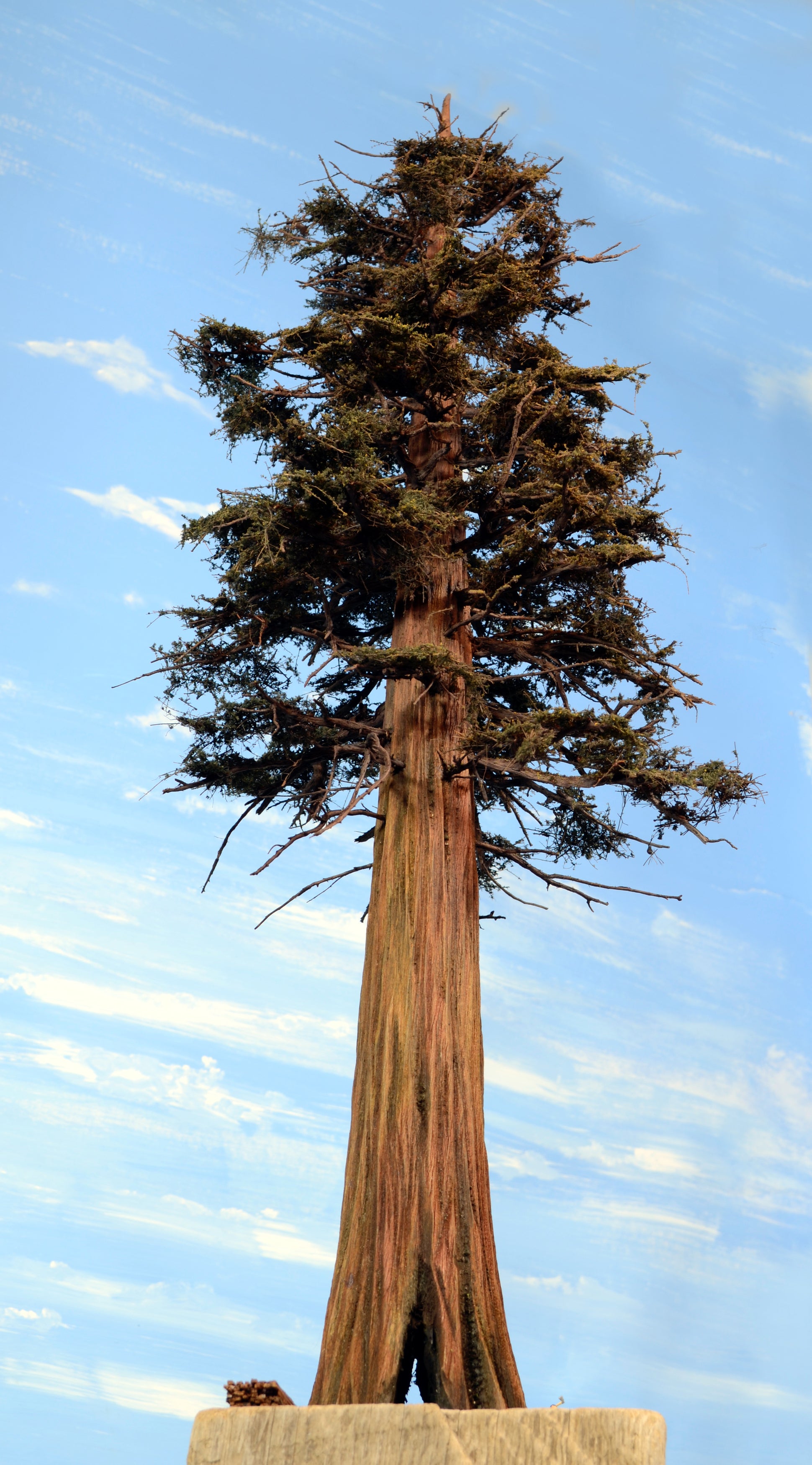 Redwood Tree 22 Inch