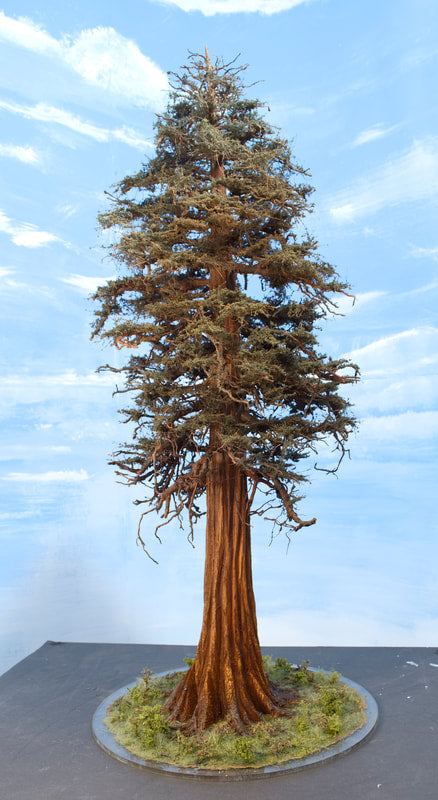 Sequoia Tree, 24 Inch