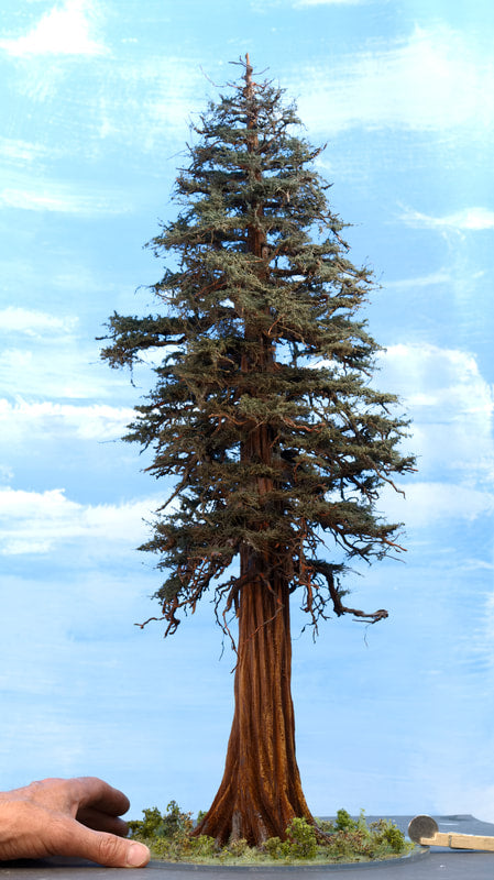 Sequoia Tree, 24 Inch
