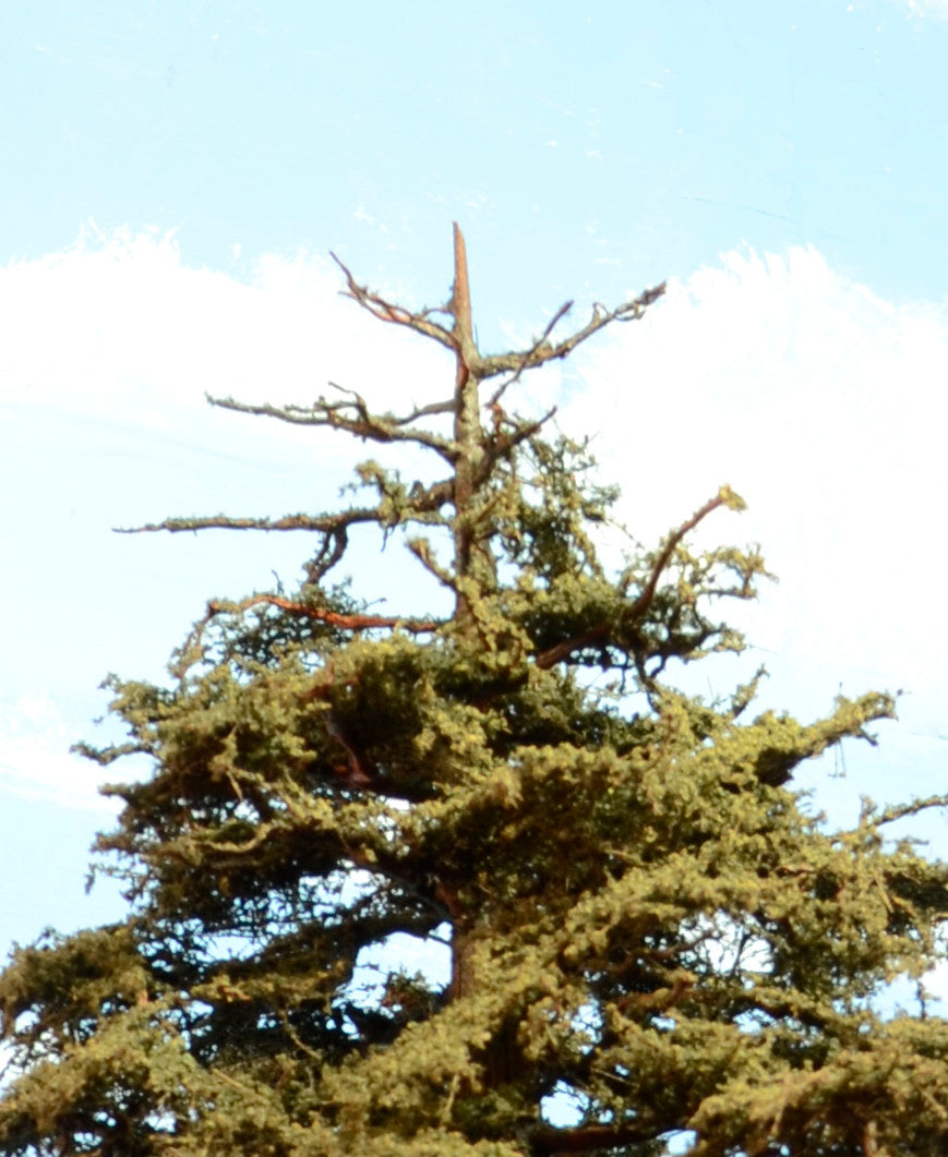 Sequoia Tree, 24 Inch