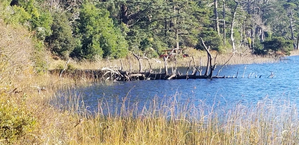 Lying Snag 4 to 6 Inches