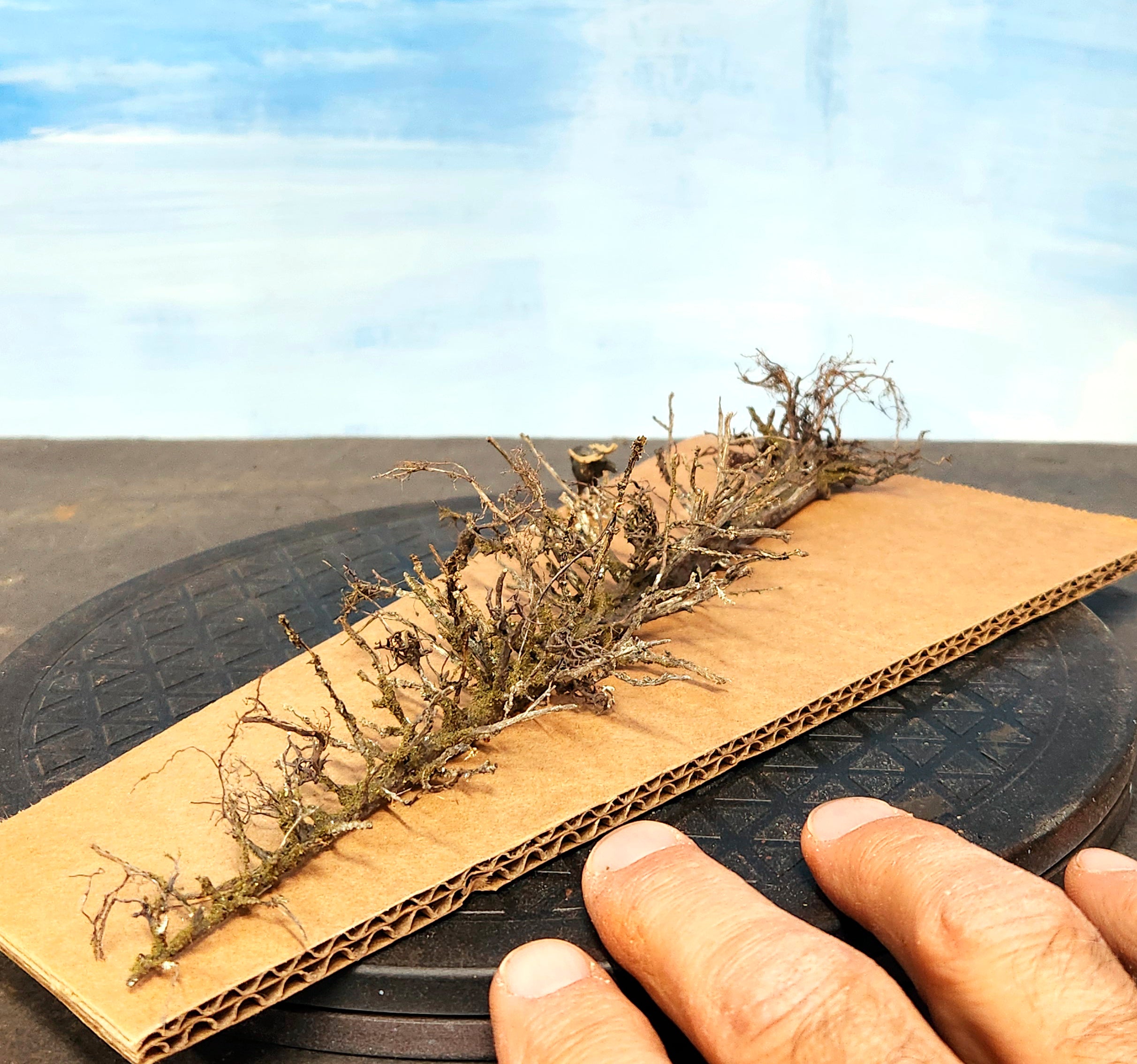 Lying Snag - 11 Inch