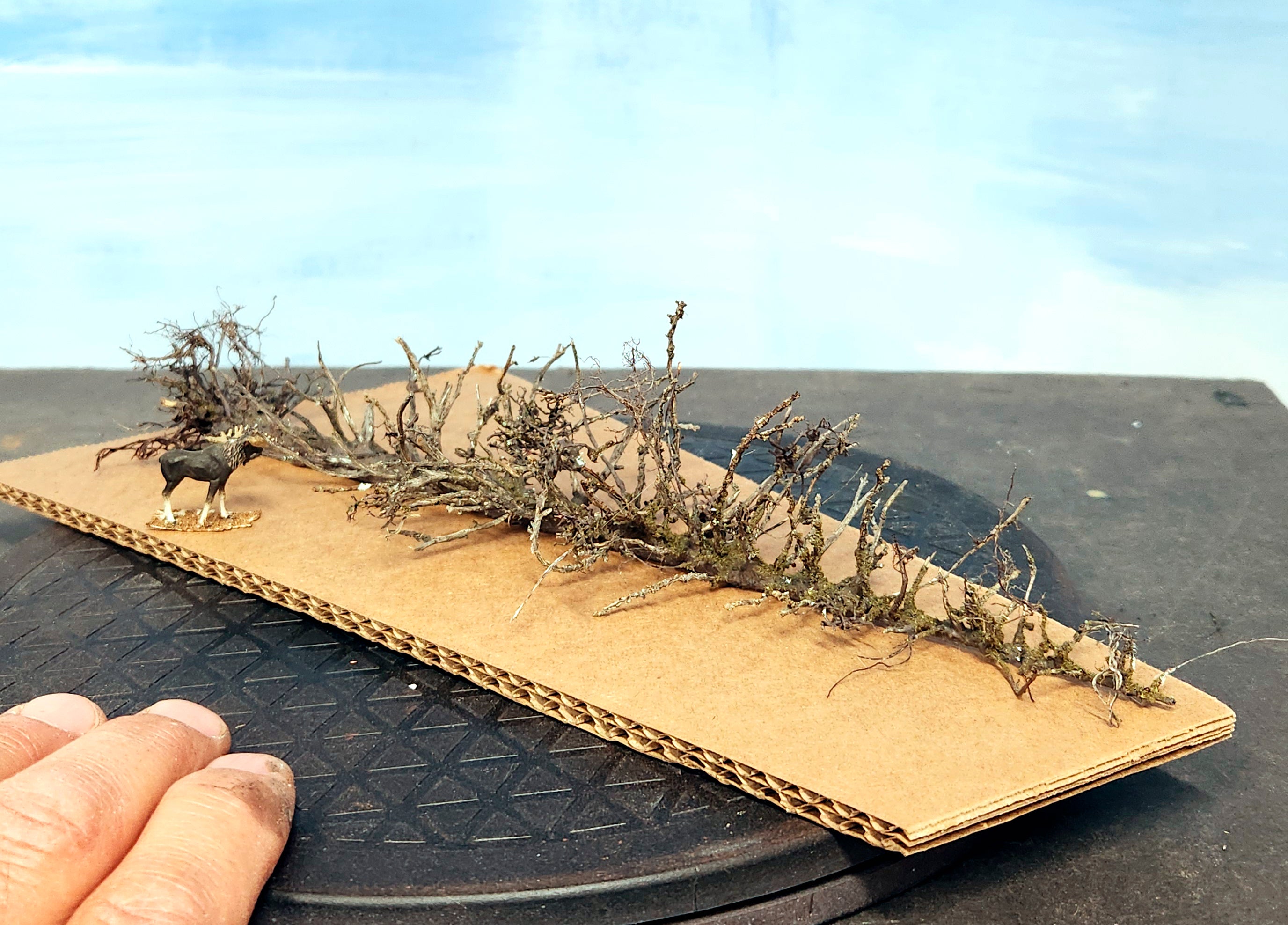 Lying Snag - 11 Inch