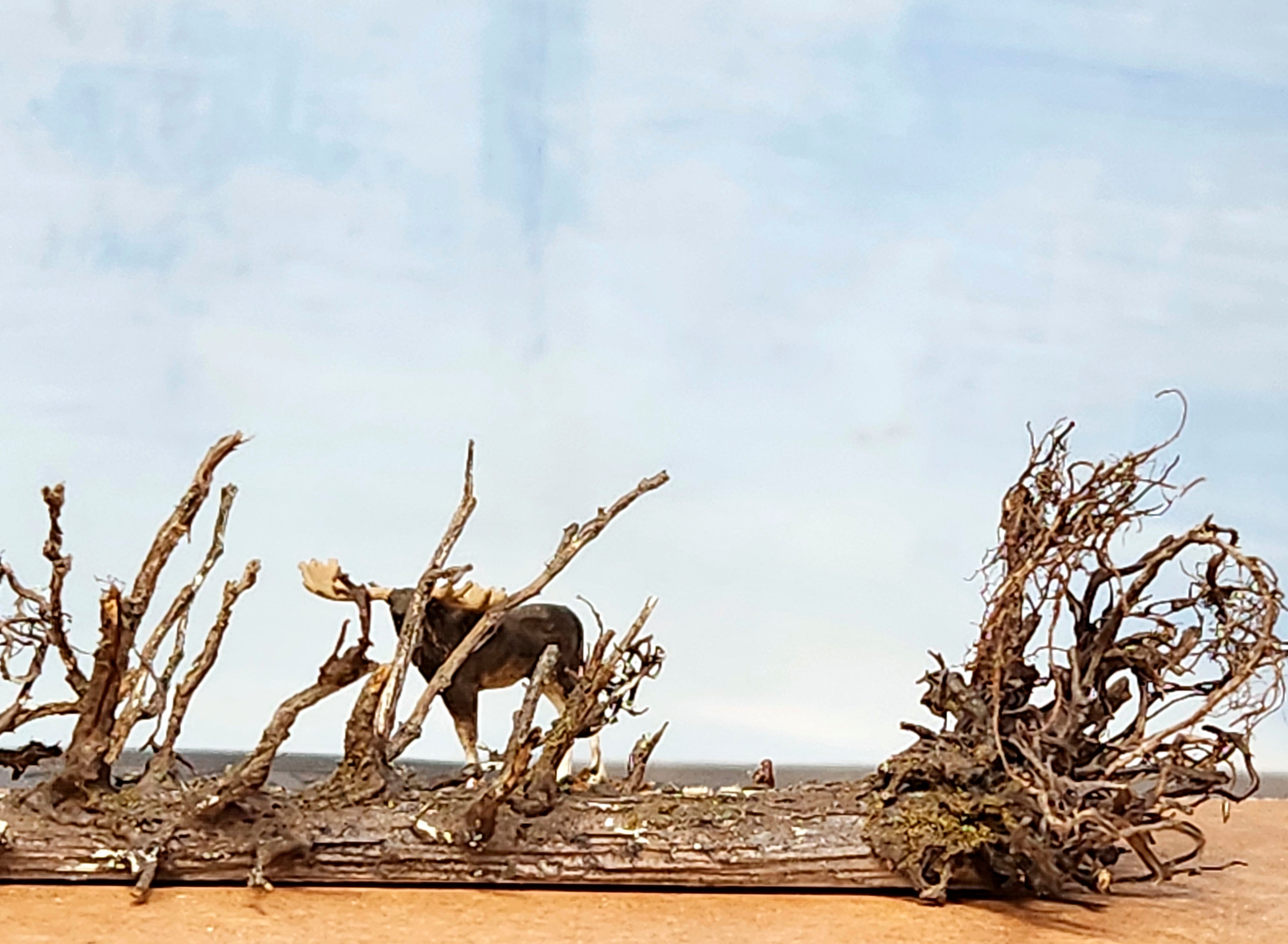 Lying Snag - 11 Inch