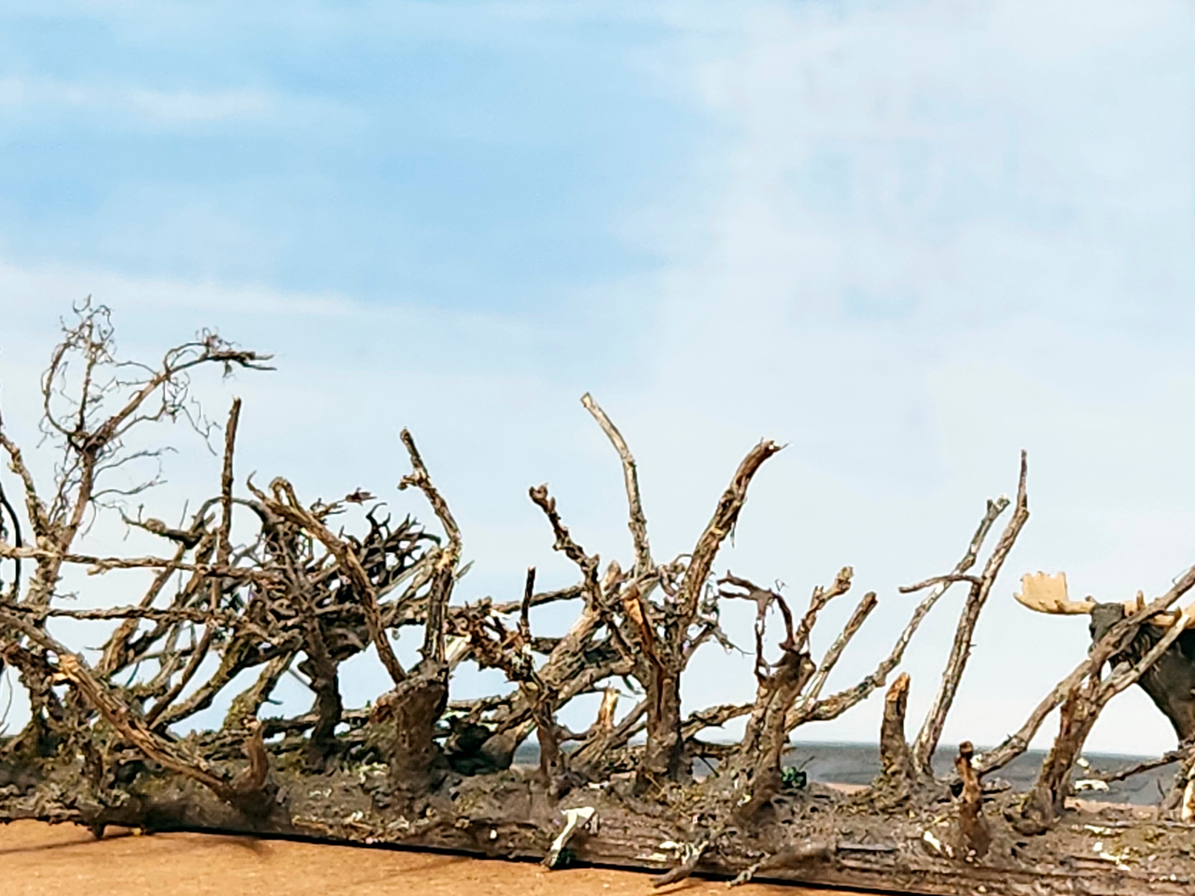 Lying Snag - 11 Inch