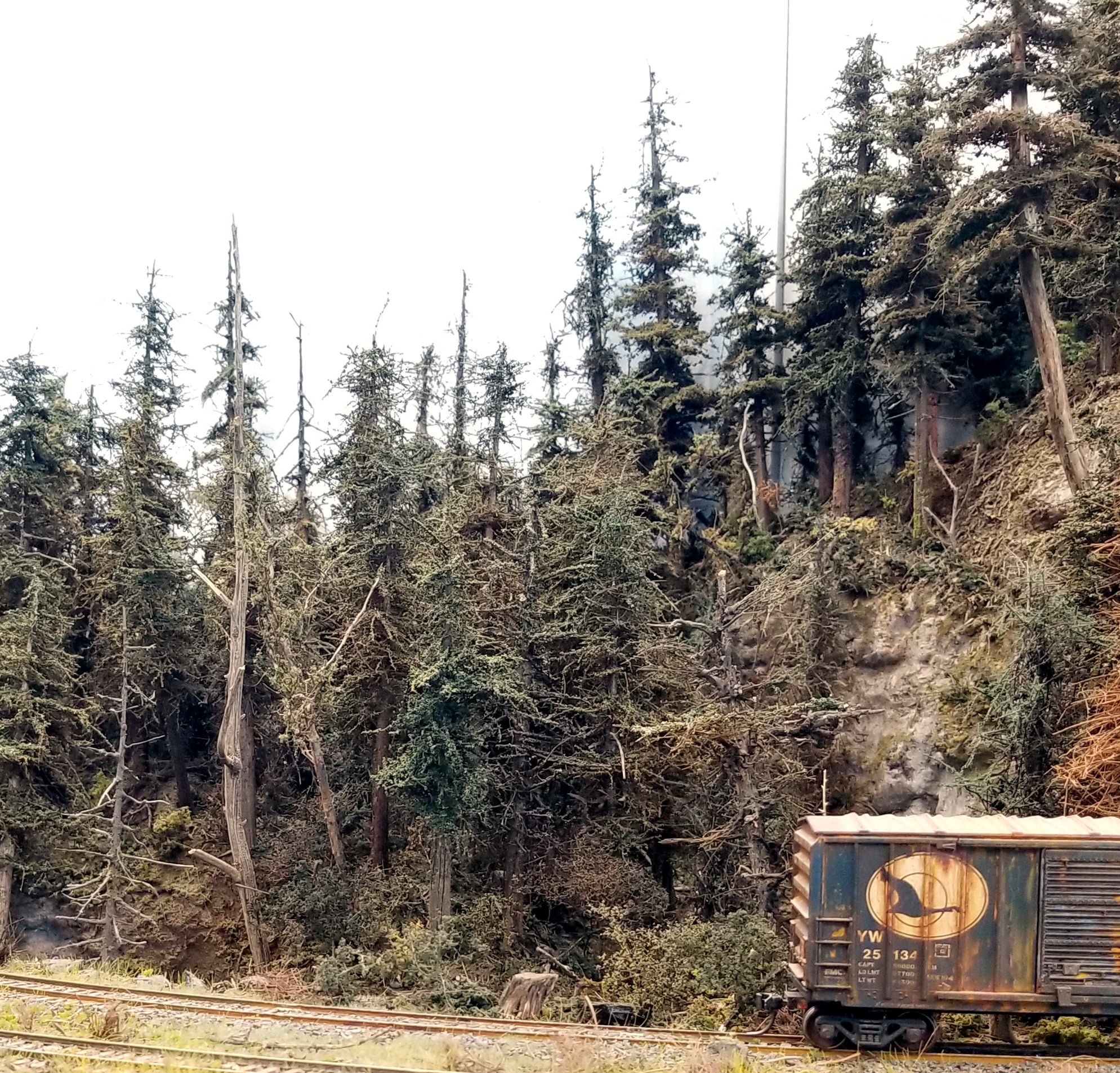 Variety Pak Fir Trees Kit