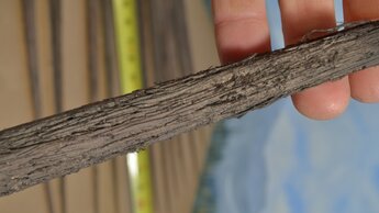 20-24 Inch Tall Old Growth Tree Trunk