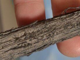 16-18 Inch Tall Old Growth Tree Trunk