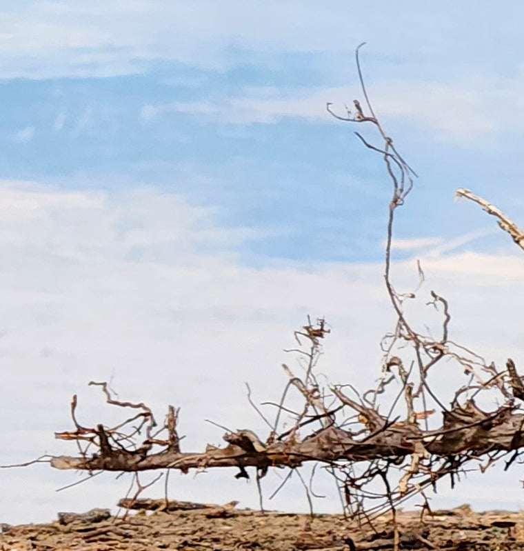 Downed SNAG Tree 13"