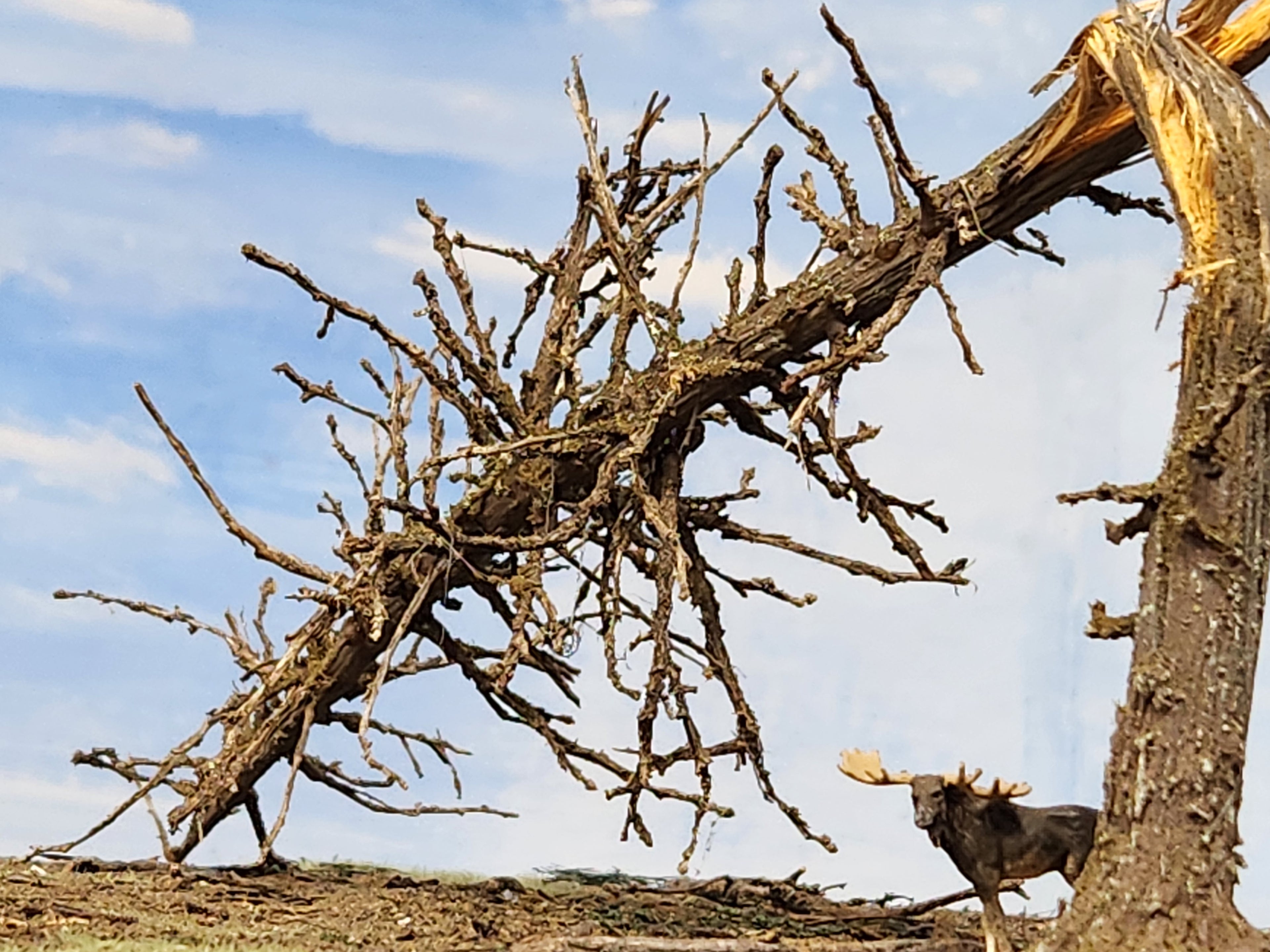 Downed SNAG Tree 11"