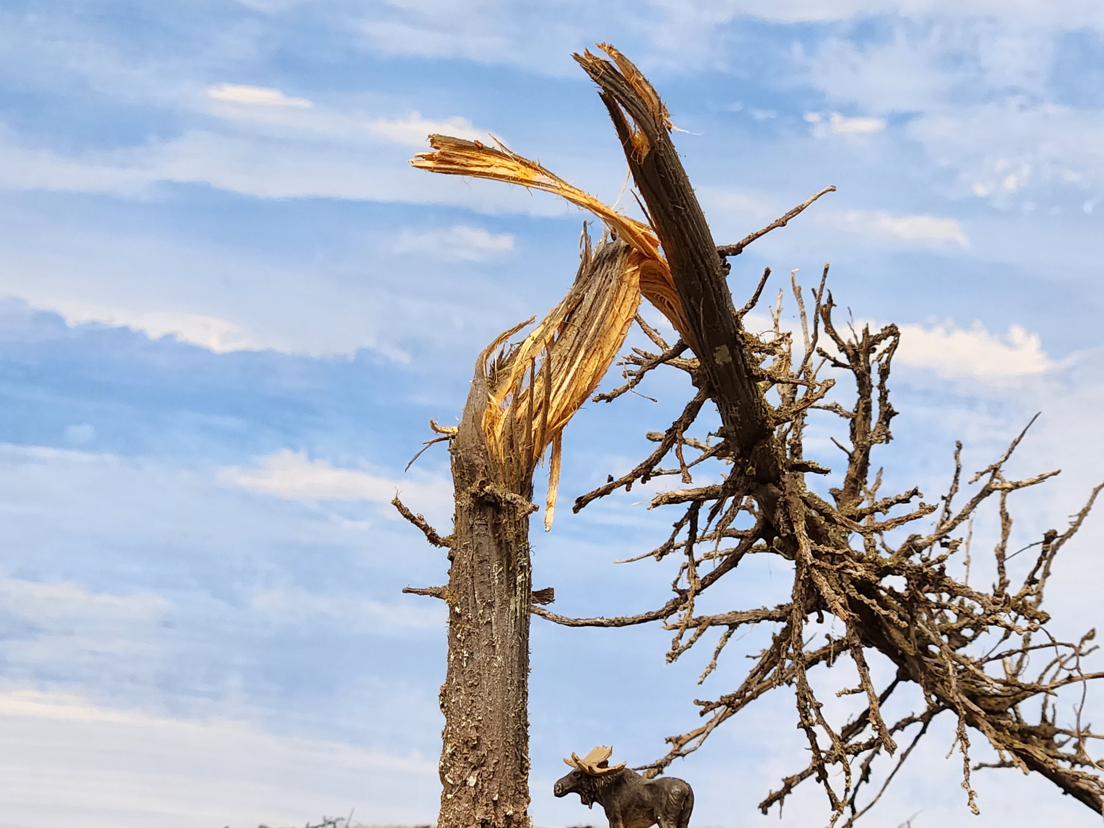Downed SNAG Tree 11"