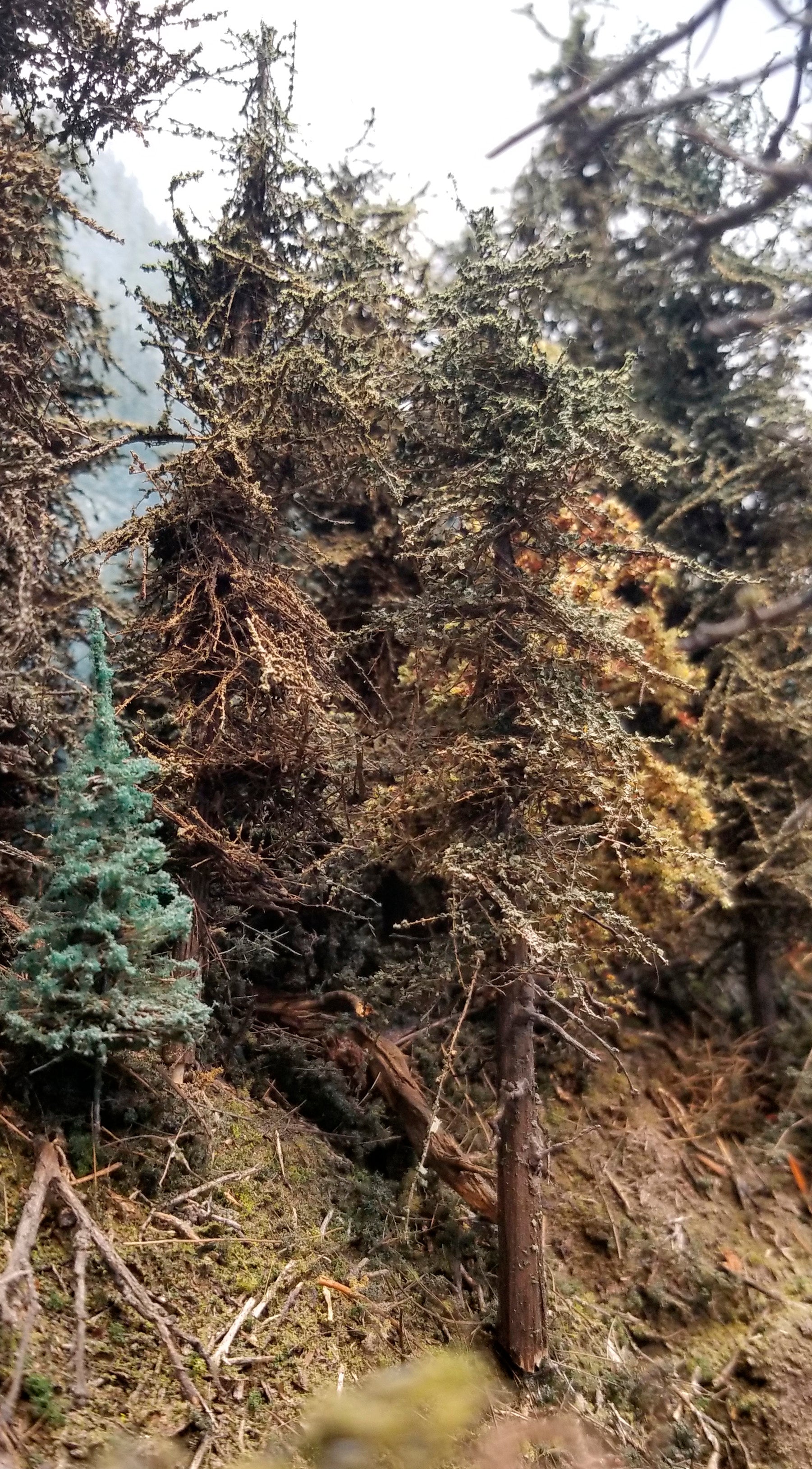 6 inch Second Growth Fir Trees Kit