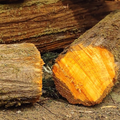 Jumbo Logs