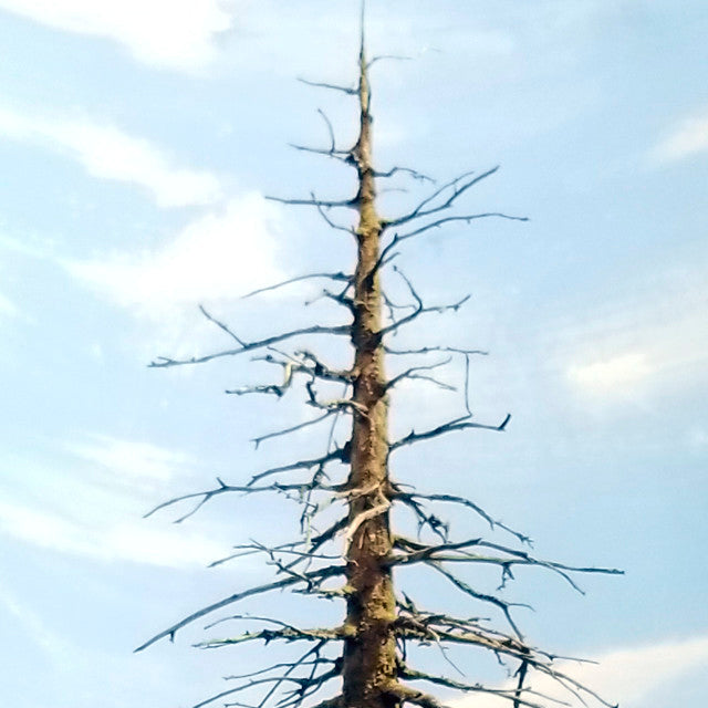 Snag Trees - 18 Inches