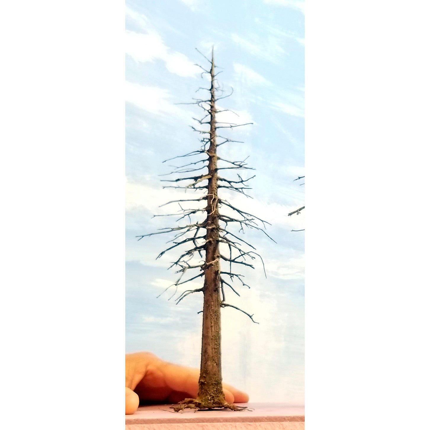 Snag Trees - 14-15 Inches
