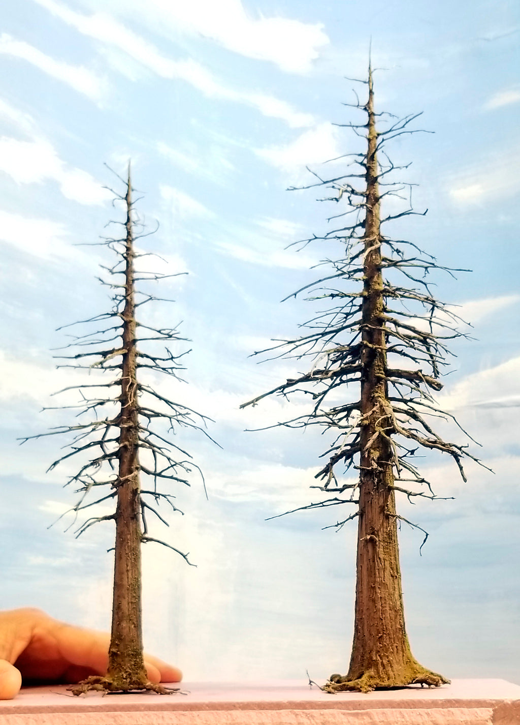 Snag Trees - 14-15 Inches