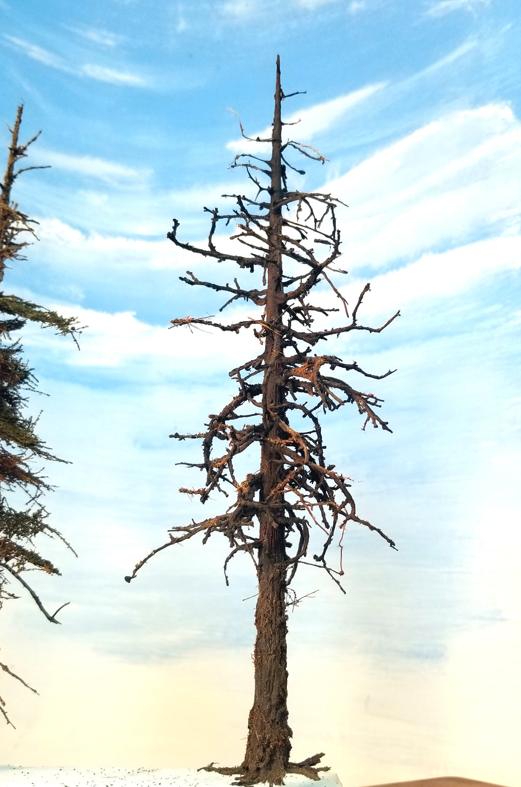 Snag Trees - 14-15 Inches